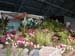 2005fairgarden146