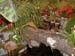2005fairgarden151