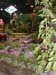 2005fairgarden152