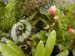 2005fairgarden157