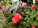 2005fairgarden158