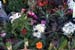 rainforestflowersC